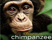 Chimpanzee